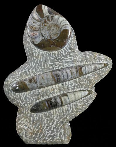 Fossil Goniatite & Orthoceras Sculpture - #62369